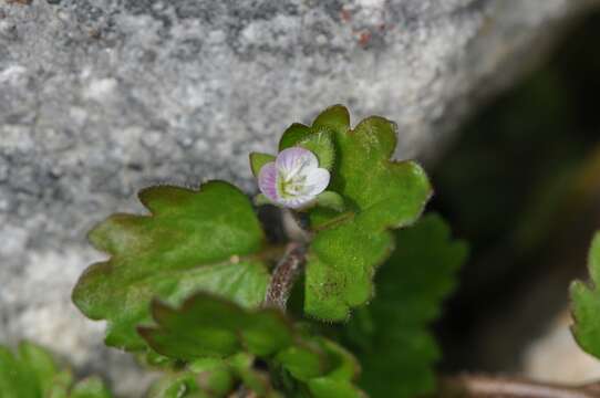 Image of Veronica polita subsp. lilacina (T. Yamaz.) T. Yamazaki