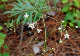 Image of coastal plain palafox