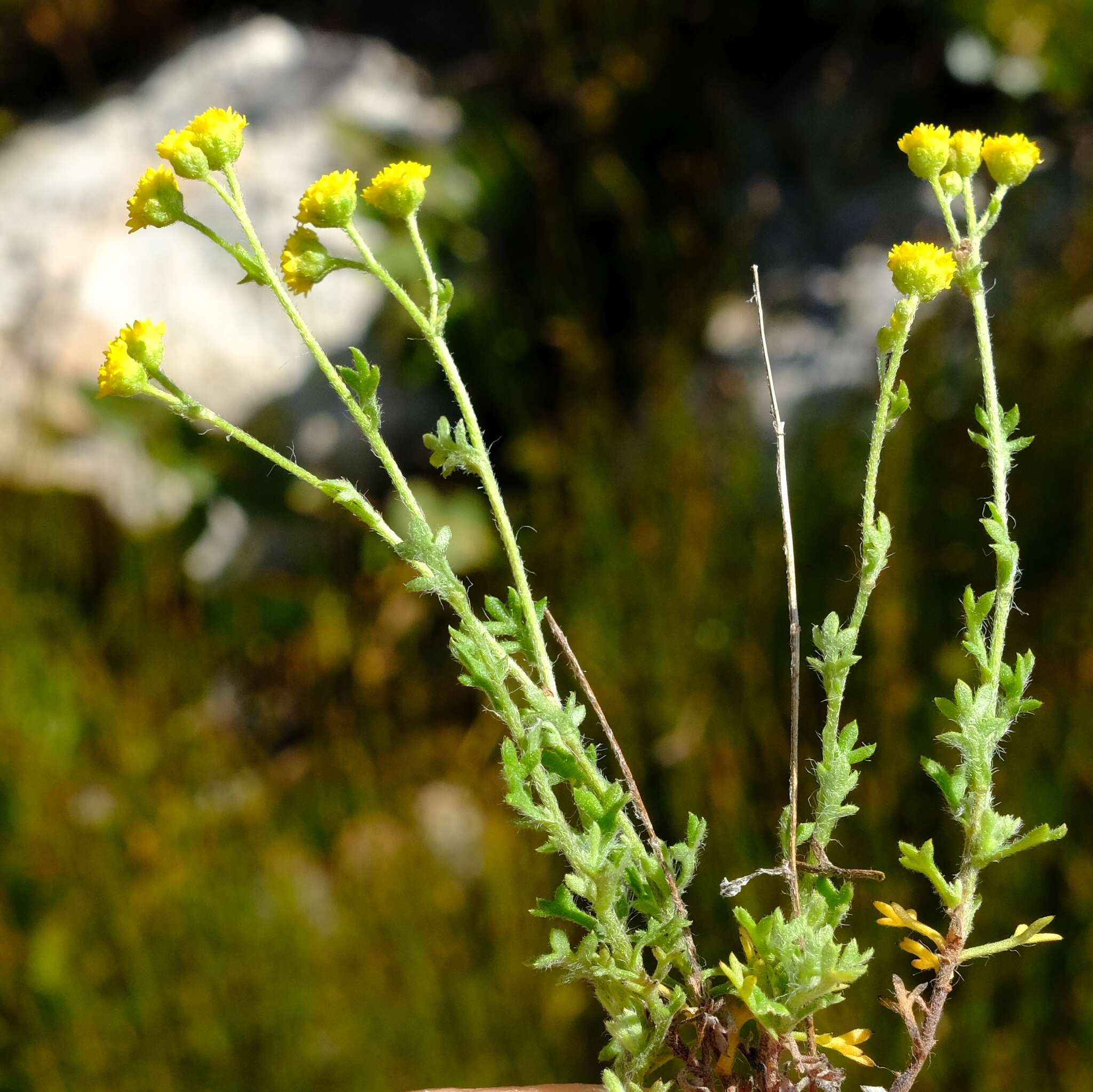 Image de Hippia pilosa (Berg.) Druce