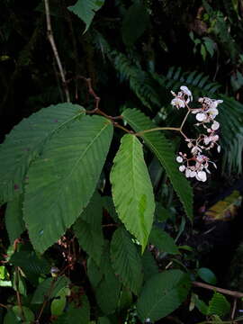 Image of Begonia cooperi C. DC.