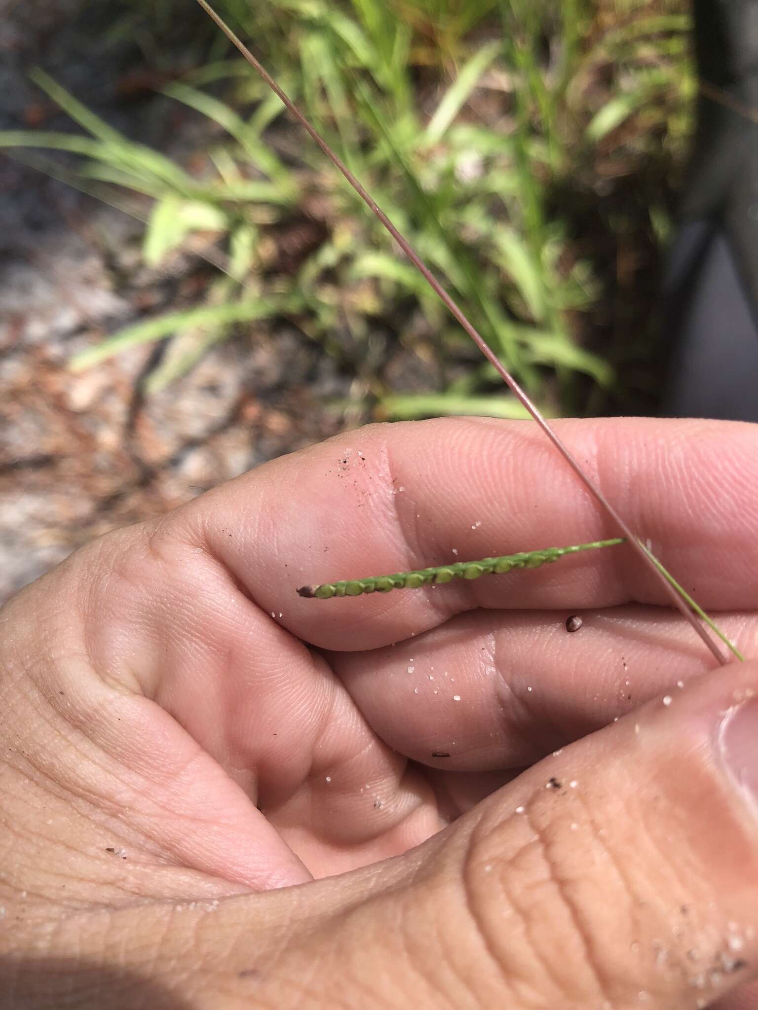 Image of thin paspalum