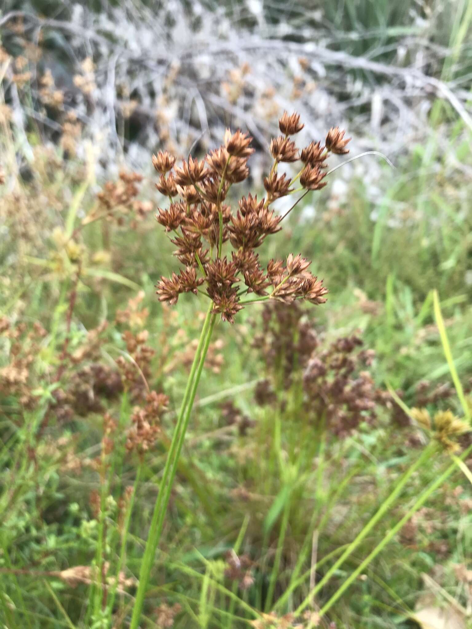 صورة Juncus capensis Thunb.