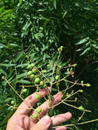 Image of western soapberry