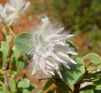 Image of Ptilotus polakii subsp. juxtus Lally