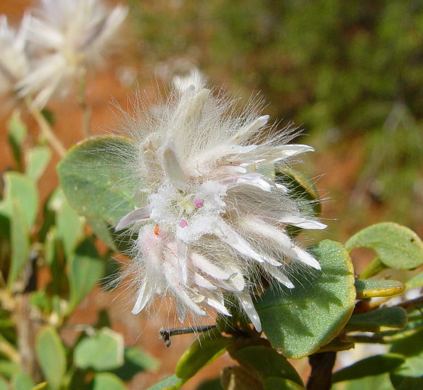 Image of Ptilotus polakii subsp. juxtus Lally