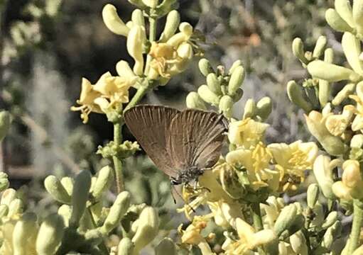 صورة Satyrium auretorum (Boisduval 1852)