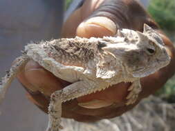 Image of Mexican Horned Lizard