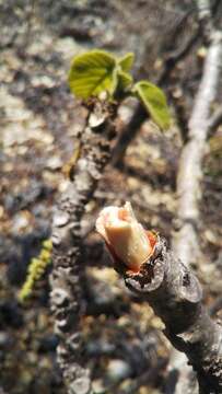 Plancia ëd Omphalea occidentalis Leandri