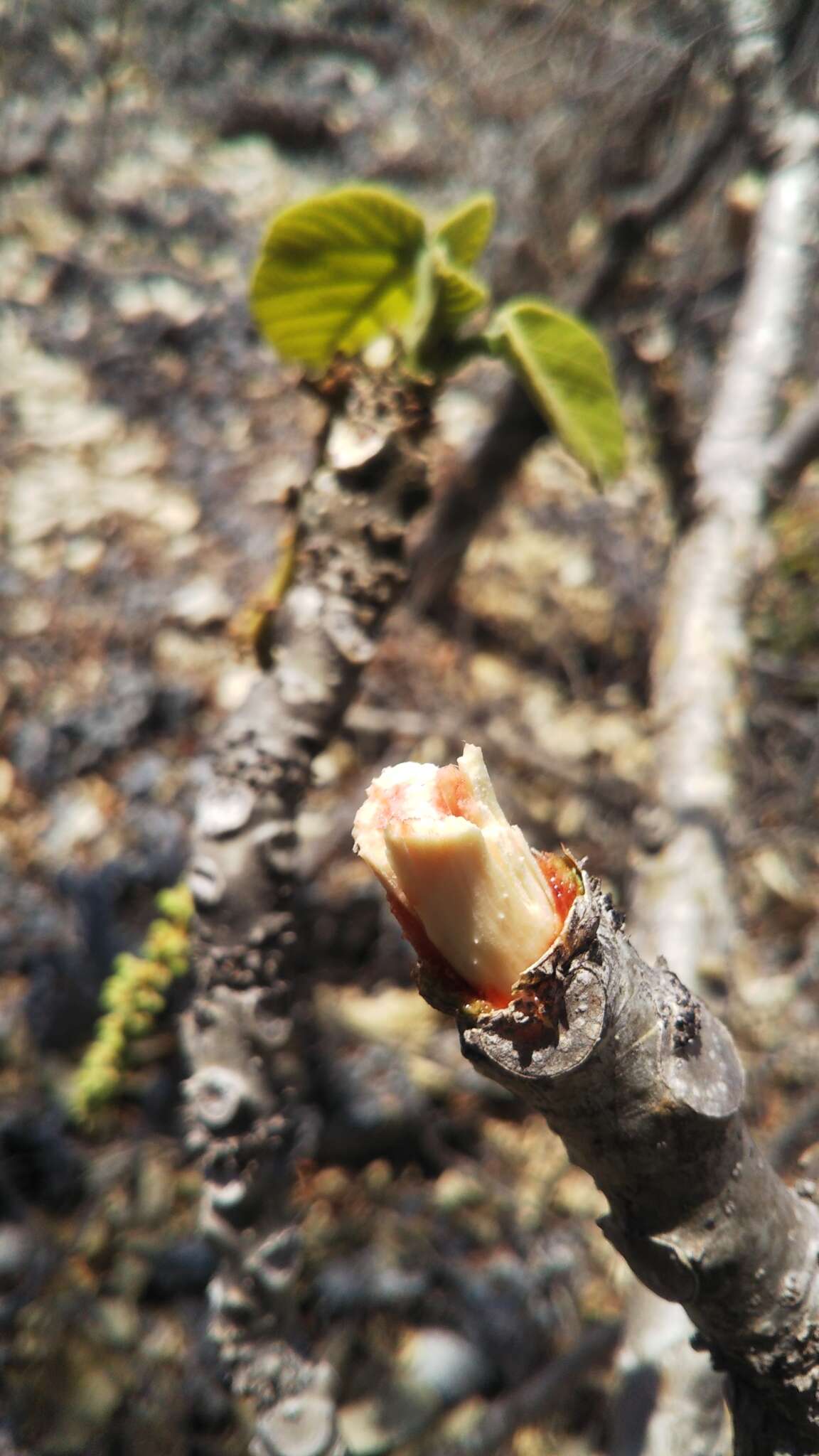 Sivun Omphalea occidentalis Leandri kuva