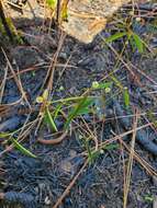 Image of Curtis' Spurge