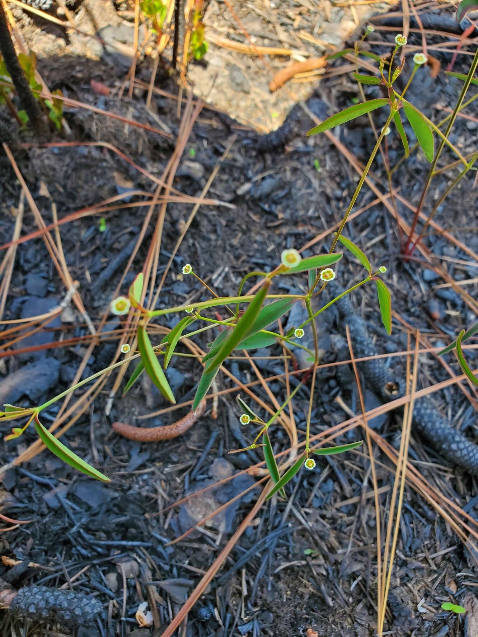 Image of Curtis' Spurge