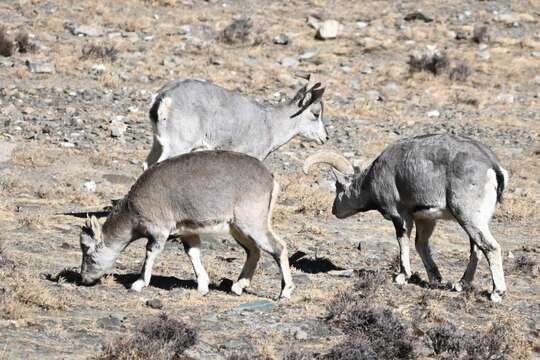 Image of Blue Sheep