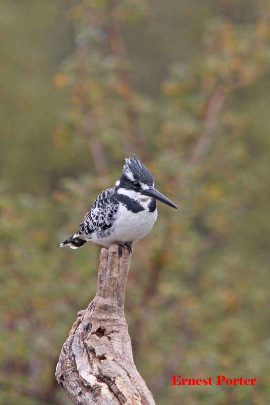 صورة Ceryle rudis rudis (Linnaeus 1758)