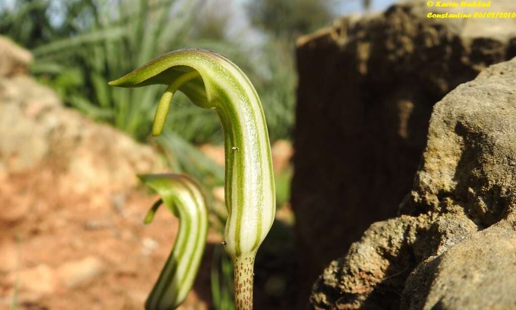 Image of Arisarum vulgare subsp. vulgare