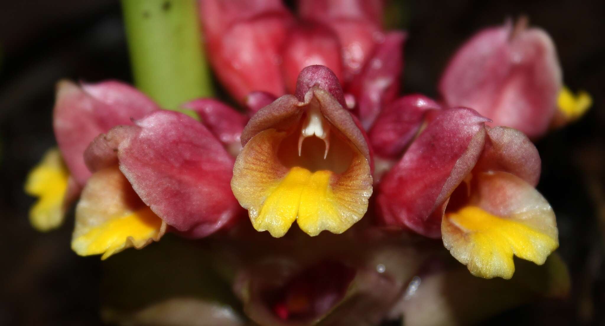 Image of Curcuma mutabilis