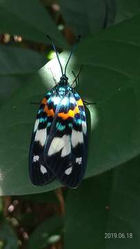 Image of Erasmia pulchella hobsoni Butler 1889