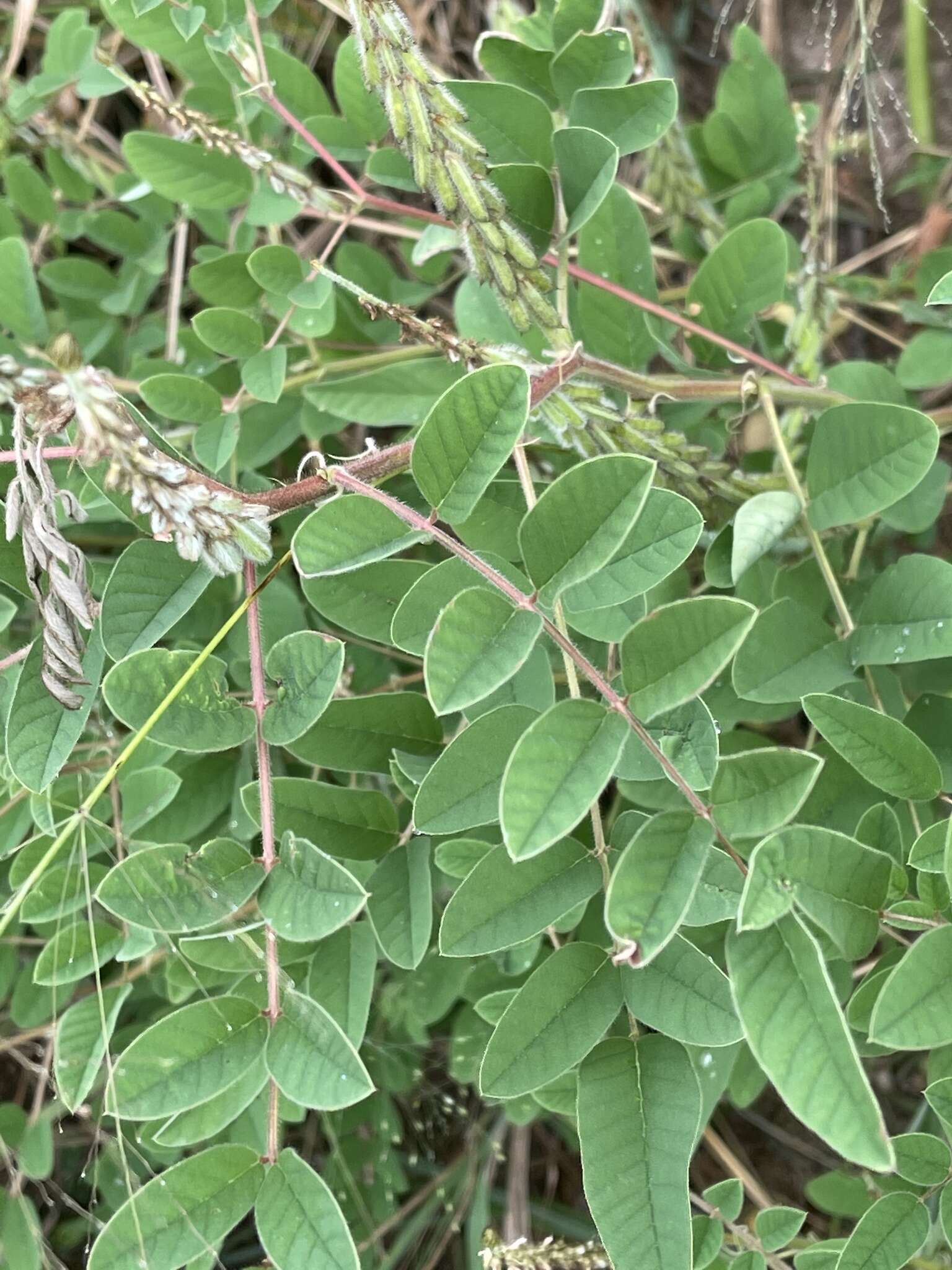 Indigofera astragalina DC.的圖片