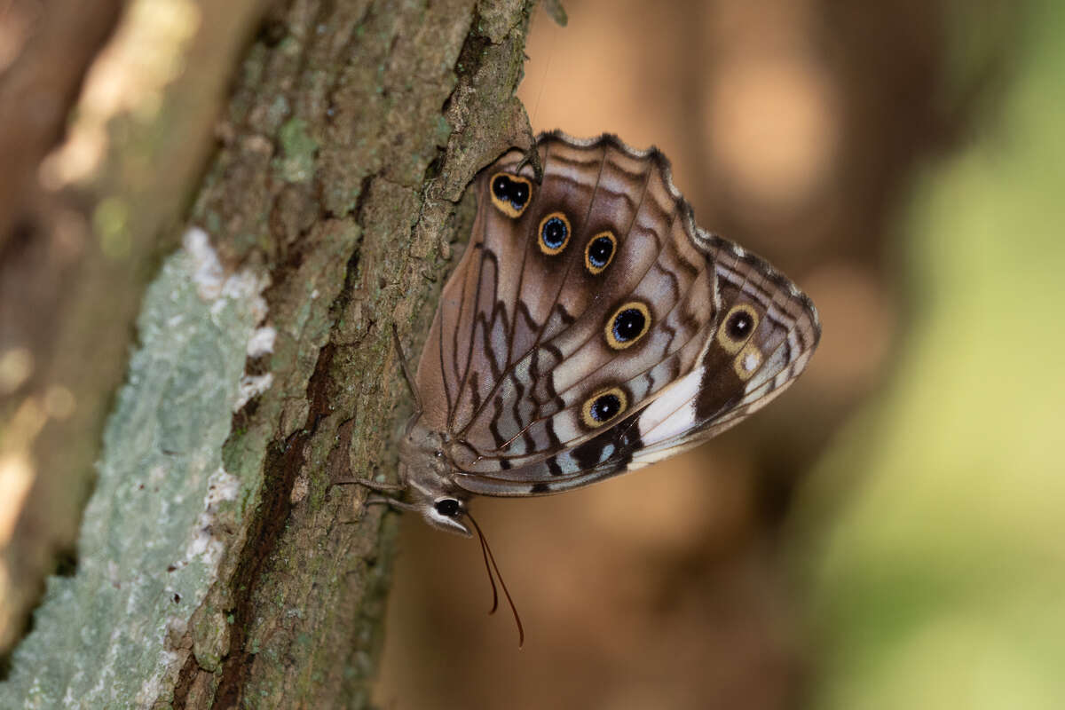 Image of Paralethe dendrophilus junodi van Son 1935