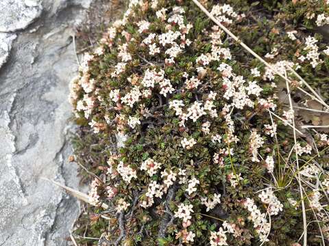 Image of Pimelea notia C. J. Burrows & Thorsen