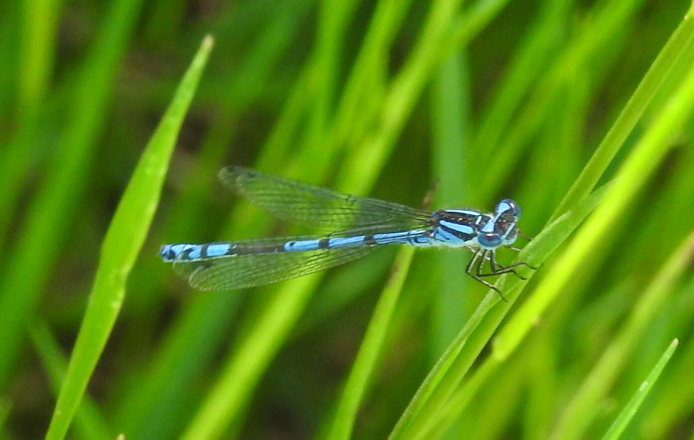 Image of Austrocoenagrion lyelli (Tillyard 1913)