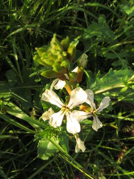 Image of wild radish