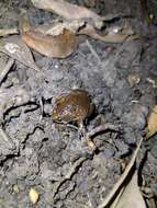 Image of Two-spaded Narrowmouth Toad