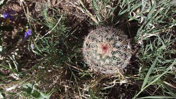 Image of Echinocereus dasyacanthus Engelm.