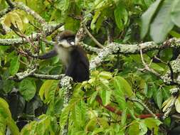 Cercopithecus ascanius schmidti Matschie 1892 resmi