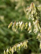 Image of threeflower melicgrass