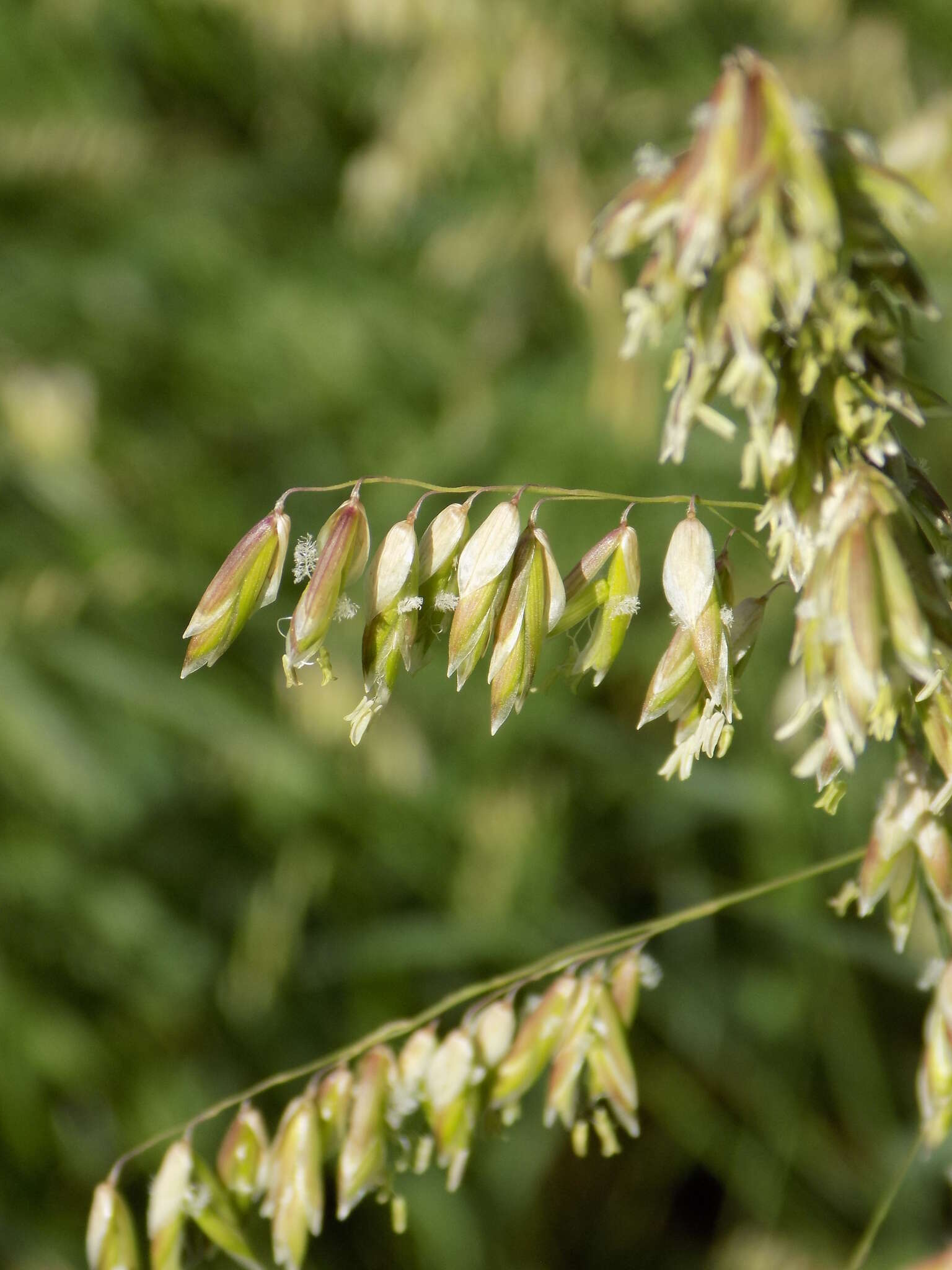 Image of threeflower melicgrass