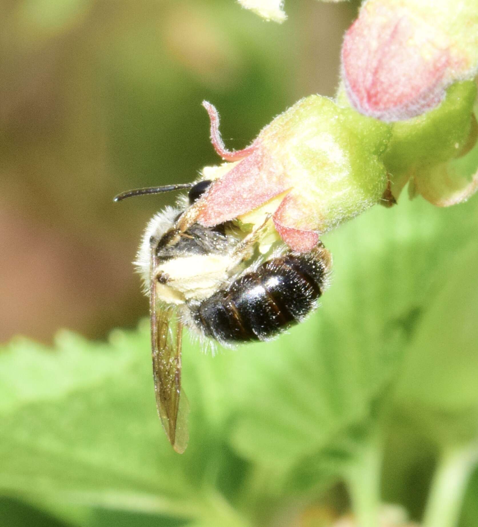 Andrena rufosignata Cockerell 1902 resmi