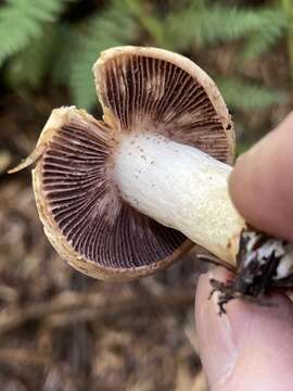 Image of Russula crassotunicata Singer 1938