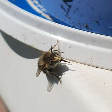 Image of Anthophora quadrimaculata (Panzer 1798)