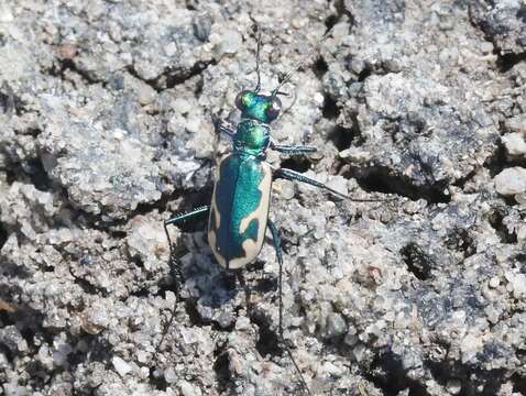 Image de Eunota fulgoris erronea (Vaurie 1951)