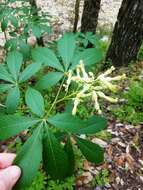 Imagem de Aesculus pavia var. flavescens (Sarg.) Correll