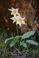 Image of Erythronium shastense D. A. York, J. K. Nelson & D. W. Taylor