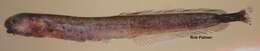 Image of Isichthys henryi Gill 1863