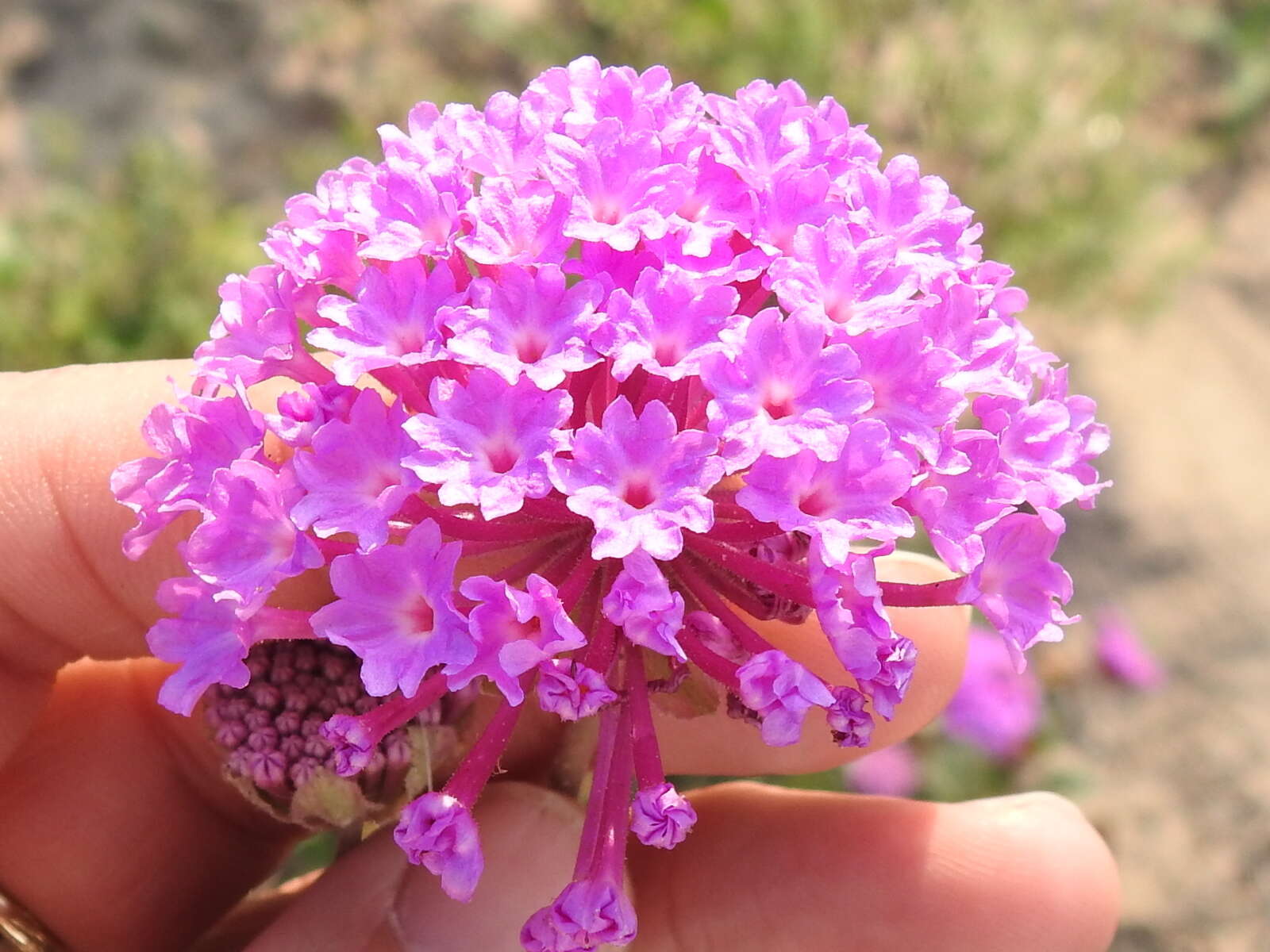 Image of Amelia's Sand Verbena