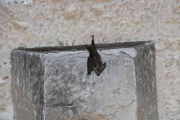 Image of Greater False Vampire Bat