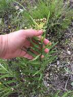 Image de Asclepias asperula subsp. capricornu (Woods.) Woods.