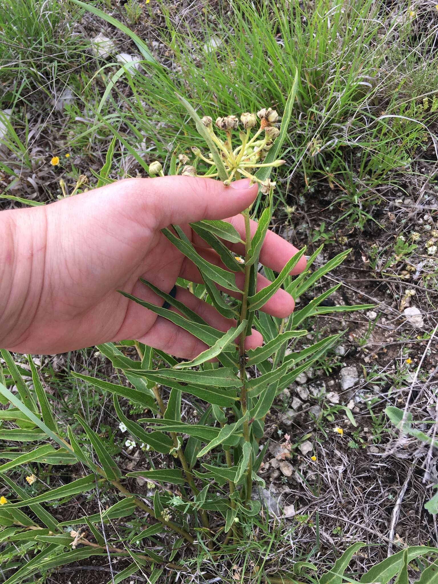 Слика од Asclepias asperula subsp. capricornu (Woods.) Woods.