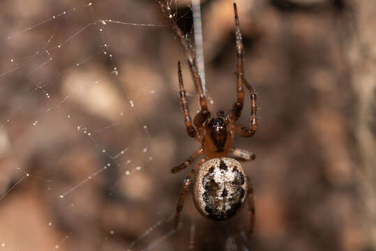 Image of Leviellus stroemi (Thorell 1870)