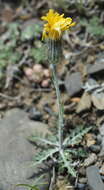 Image of Crepis crocea (Lam.) Babc.