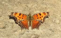 Image of Gray Comma