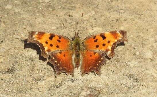 Image of Gray Comma