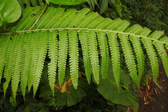 Sivun Sphaerostephanos taiwanensis (C. Chr.) Holtt. ex Kuo kuva