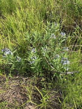 Image de Amsonia tabernaemontana var. salicifolia (Pursh) Woodson