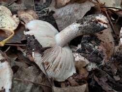 Image of Tricholoma populinum J. E. Lange 1933