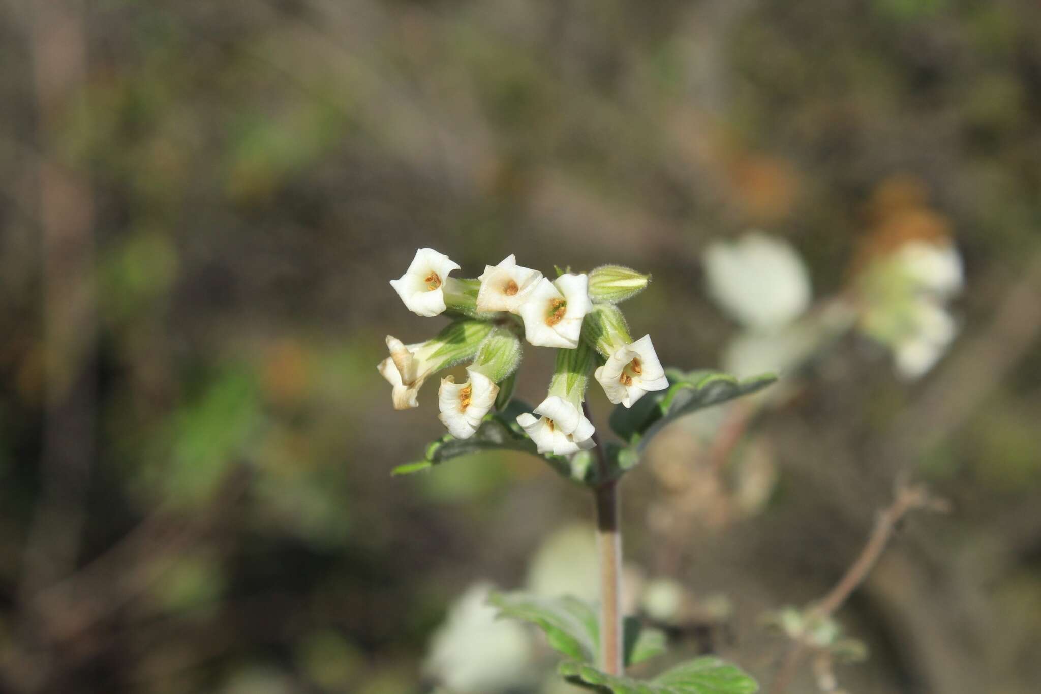 Image of Viviania crenata (Hook.) G. Don