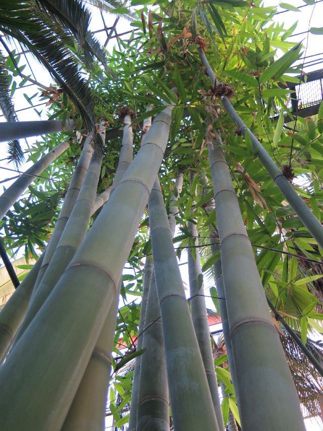 Dendrocalamus Giganteus Munro Encyclopedia Of Life